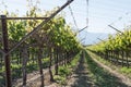 Grape Vines in Southern California Wine Country Royalty Free Stock Photo