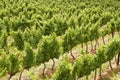 Grape vines, Stellenbosch, South Africa