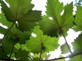 Grape vines and sunshine