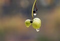 A small bunch of grapes left on the grapevine branch after harvest