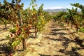 Grape Vines, Temecula Wine Country Royalty Free Stock Photo