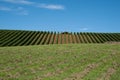 Grape vines to the horizon.