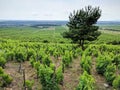 Grape vines in Tokaj wine region near Sarospatak, Hungary