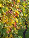 Grape Vines Turning Colors in the Autumn Sun