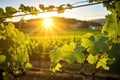 grape vines in vineyard as sun peeks over horizon