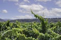 Grape vines in the vineyard closeup on the sky with clouds Royalty Free Stock Photo