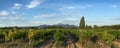 Grape Vines In Vineyard With Mont Ventoux In Background at golden hour, sunset light in Provence, southern France Royalty Free Stock Photo