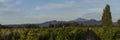 Grape Vines In Vineyard With Mont Ventoux In Background at golden hour, sunset light in Provence, southern France Royalty Free Stock Photo