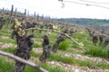 Grape Vines in Vineyard