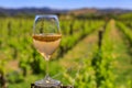 Grape vines at a vineyard in the spring in Napa Valley, California, USA Royalty Free Stock Photo