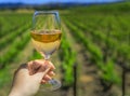 Grape vines at a vineyard in the spring in Napa Valley, California, USA Royalty Free Stock Photo