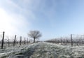 Grape vines and walnut tree Royalty Free Stock Photo