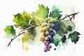 Grape vines on white paper background. Watercolour AI generative illustration. Royalty Free Stock Photo