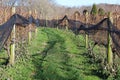 Grape vines winery in Georgia Royalty Free Stock Photo