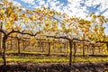 Grape vines with yellow leafs in autumn.