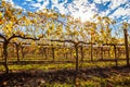 Grape vines with yellow leafs in autumn.