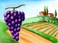 Grape and vineyard