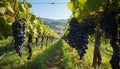 Grape vineyard, agriculture, nature, fruit, rural scene generated by AI