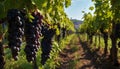 Grape vineyard, nature fruit, winery harvests fresh wine generated by AI