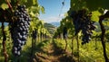 Grape vineyard, nature winemaking, ripe fruit hanging generated by AI