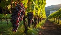 Grape vineyard, nature winemaking, ripe fruit harvest generated by AI