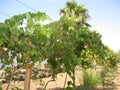 Grape vineyard near the Sea of Galilee