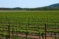 Grape Vineyard Northern California Royalty Free Stock Photo