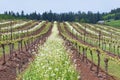 Grape vineyard in Oregon State with white blossoms in rows and blue sky Royalty Free Stock Photo