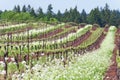 Grape vineyard in Oregon State with white blossoms in rows Royalty Free Stock Photo