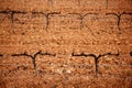 Grape vineyard outumn dried field