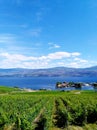 Grape vineyard overlooking Okanagan Lake in West Kelowna, Okanagan Valley British Columbia, Canada Royalty Free Stock Photo