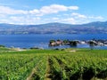 Grape vineyard overlooking Okanagan Lake in West Kelowna, Okanagan Valley British Columbia, Canada Royalty Free Stock Photo