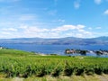 Grape vineyard overlooking Okanagan Lake in West Kelowna, Okanagan Valley British Columbia, Canada Royalty Free Stock Photo