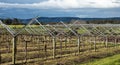Grape vineyard plantation on trellis work Royalty Free Stock Photo