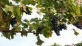 Grape vineyards on a summer day, black wine grapes in Moldova