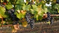 Grape vineyards on a summer day, black wine grapes in Moldova