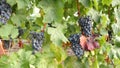 Grape vineyards on a summer day, black wine grapes in Moldova