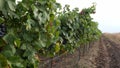 Grape vineyards on a summer day, black wine grapes in Moldova