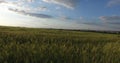 Grape vineyards on a summer day, black wine grapes in Moldova