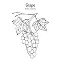 Grape, Vitis vinifera, branch with leaves and fruit, edible and medicinal plant