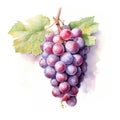 Grape by watercolor illustration. Generative AI Royalty Free Stock Photo