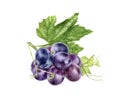 Grape watercolor illustration isolated on white background