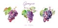 Grape, watercolor painting style illustration.