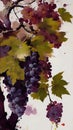 Grape watercolour illustration grapes painting fruit art wine wine leafs