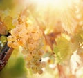 Grape, white grape - grape Riesling wine grape on grapevine in vineyard Royalty Free Stock Photo