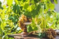 Grape and white wine. Green grape and white wine in vineyard Royalty Free Stock Photo