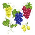 grape wine bunch set cartoon vector illustration Royalty Free Stock Photo