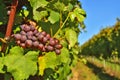 Grape wine fruit Royalty Free Stock Photo