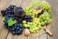 Grape wine Royalty Free Stock Photo