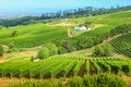 Grape wineland countryside